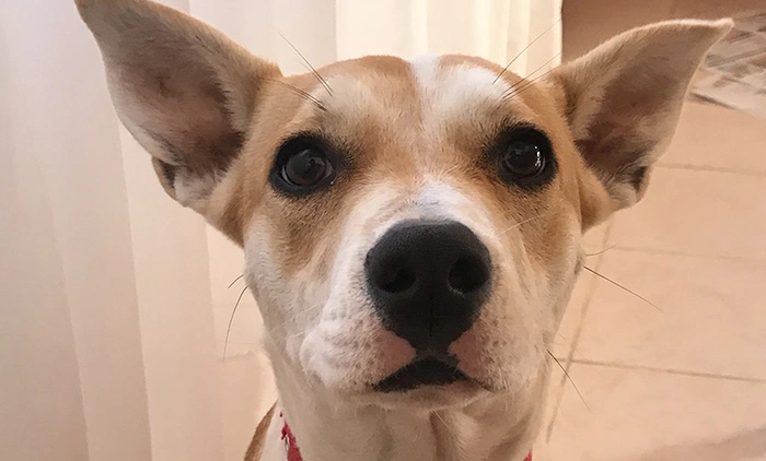 Foto de la perrita más feliz del mundo, Gina